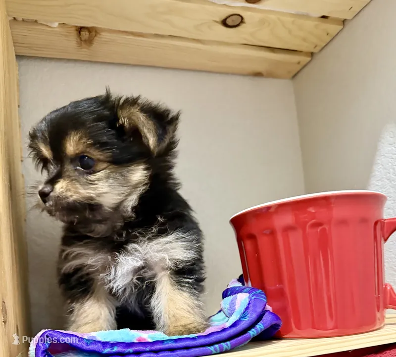 Mr Tibbins – Maltese, Yorkshire Terrier puppy for sale in Cassville, MO