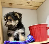 Mr Tibbins, a male Maltese and Yorkshire Terrier for sale in Cassville, MO – 6 of 8
