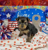 Akc Tcup Sammy 12 ounces, a female Yorkshire Terrier for sale in Cassville, MO – 5 of 6