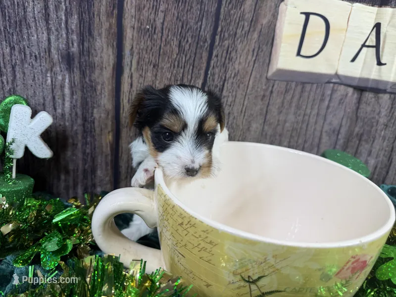 Tiny Tiffany – Morkie puppy for sale in Cassville, MO
