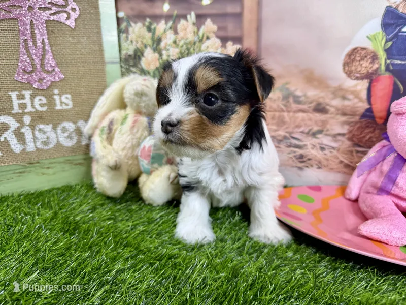 Tiny Tiffany – Morkie puppy for sale in Cassville, MO