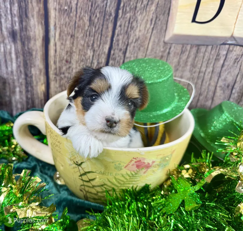 Tiny Tiffany – Morkie puppy for sale in Cassville, MO