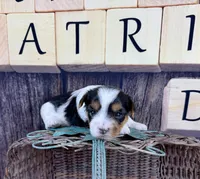 Tiny Tiffany, a female Morkie for sale in Cassville, MO – Photo 2 of 8