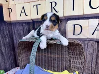 Tiny Tiffany, a female Morkie for sale in Cassville, MO – Photo 8 of 8