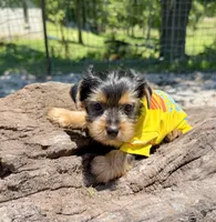 AKC Tcup Sawyer 14 ounces, a male Yorkshire Terrier for sale in Cassville, MO – 5 of 8