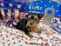 AKC Tcup Skeeter 14 ounces, a male Yorkshire Terrier for sale in Cassville, MO – 1 of 7