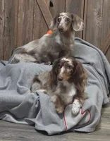 Mini Longcoat Pickles, a female Dachshund and Miniature Dachshund for sale in Cassville, MO – 2 of 3