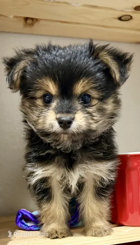 Mr Tibbins – Maltese, Yorkshire Terrier puppy for sale in Cassville, MO