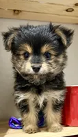 Mr Tibbins, a male Maltese and Yorkshire Terrier for sale in Cassville, MO – 1 of 8