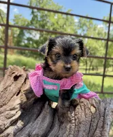 Akc Tcup Sammy 16 ounces, a female Yorkshire Terrier for sale in Cassville, MO – 3 of 10