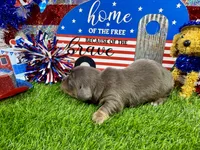 Orlando, a male Dachshund and Miniature Dachshund for sale in Cassville, MO – 7 of 9