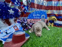 Pickles, a female Dachshund and Miniature Dachshund for sale in Cassville, MO – 2 of 8