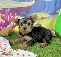 AKC Tcup Skeeter 15 ounces, a male Yorkshire Terrier for sale in Cassville, MO – 4 of 9