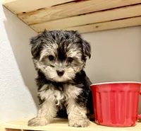 Sensational Taffy, a female Maltese and Yorkshire Terrier for sale in Cassville, MO – 5 of 7