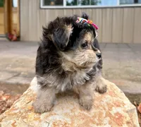 Lil’ Tickles, a female Maltese and Yorkshire Terrier for sale in Cassville, MO – 5 of 7