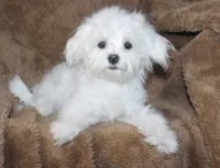 Coming soon, a  Morkie for sale in Cassville, MO – Photo 2 of 3