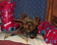 Coming soon, a  Morkie for sale in Cassville, MO – Photo 3 of 3