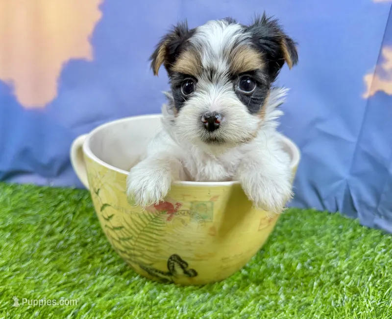 Coming soon – Morkie puppy for sale in Cassville, MO
