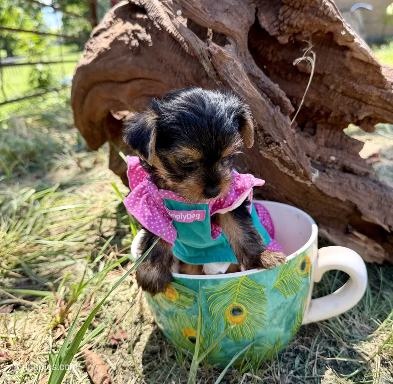 Akc Tcup Sammy 14 ounces – Yorkshire Terrier puppy for sale in Cassville, MO