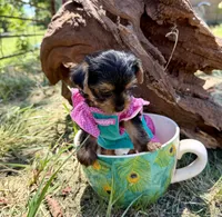 Akc Tcup Sammy 16 ounces, a female Yorkshire Terrier for sale in Cassville, MO – 1 of 10