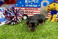 Lil’ Tanisha, a female Morkie for sale in Cassville, MO – 5 of 10