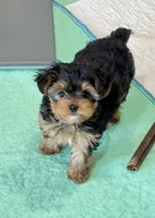 Tiny Tanisha, a female Maltese and Yorkshire Terrier for sale in Cassville, MO – 3 of 7