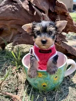 AKC Tcup Skeeter 18 ounces, a male Yorkshire Terrier for sale in Cassville, MO – 3 of 9
