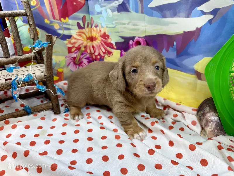 Pickles – Dachshund, Miniature Dachshund puppy for sale in Cassville, MO