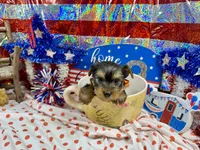 AKC Tcup Skeeter 14 ounces, a male Yorkshire Terrier for sale in Cassville, MO – 6 of 7