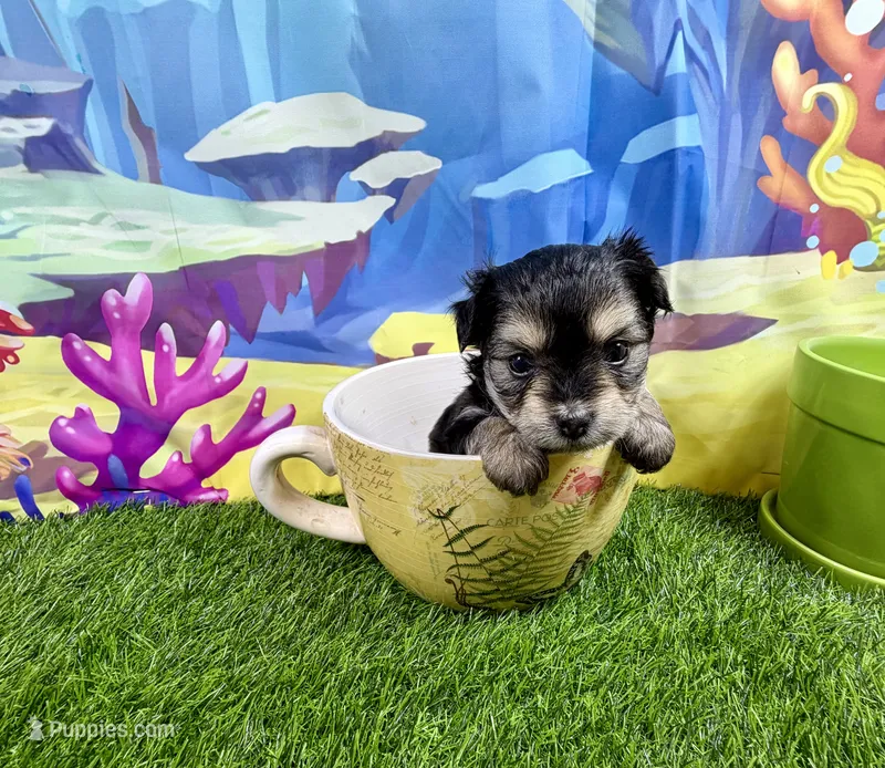 Tcup Tickles – Maltese, Yorkshire Terrier puppy for sale in Cassville, MO