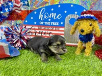 Tiny Tibbins, a male Morkie for sale in Cassville, MO – 4 of 6
