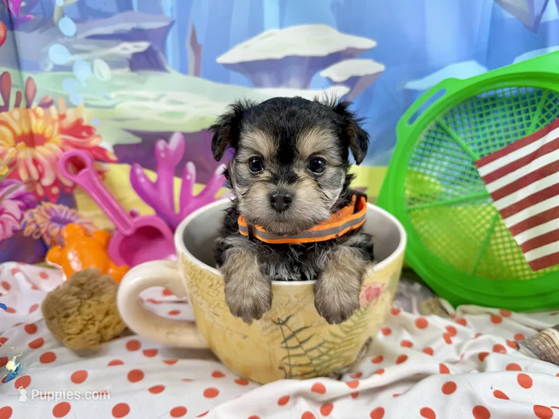 Tcup Tickles – Maltese, Yorkshire Terrier puppy for sale in Cassville, MO