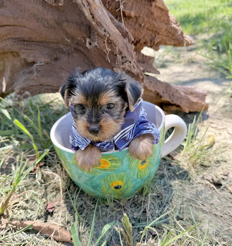 AKC Tcup Sawyer 14 ounces – Yorkshire Terrier puppy for sale in Cassville, MO