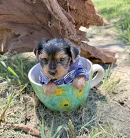 AKC Tcup Sawyer 16 ounces, a male Yorkshire Terrier for sale in Cassville, MO – 1 of 9