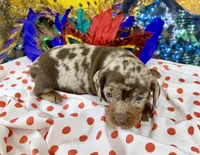 Cute Frankie, a male Dachshund and Miniature Dachshund for sale in Cassville, MO – Photo 2 of 6