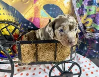 Cute Frankie, a male Dachshund and Miniature Dachshund for sale in Cassville, MO – Photo 3 of 6