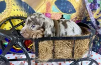 Cute Frankie, a male Dachshund and Miniature Dachshund for sale in Cassville, MO – Photo 4 of 6