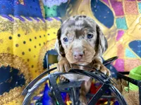 Cute Frankie, a male Dachshund and Miniature Dachshund for sale in Cassville, MO – Photo 1 of 6