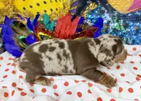 Cute Frankie, a male Dachshund and Miniature Dachshund for sale in Cassville, MO – Photo 5 of 6