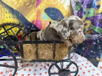 Cute Frankie, a male Dachshund and Miniature Dachshund for sale in Cassville, MO – Photo 6 of 6