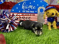 Tcup Tickles, a female Maltese and Yorkshire Terrier for sale in Cassville, MO – 4 of 7