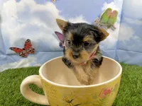 AKC Little Layla , a female Yorkshire Terrier for sale in Cassville, MO – 7 of 9