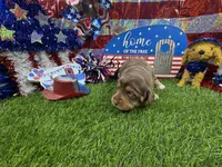 Piper , a female Dachshund and Miniature Dachshund for sale in Cassville, MO – 2 of 9