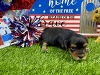 Lil’ Tansy, a female Maltese and Yorkshire Terrier for sale in Cassville, MO – 7 of 7