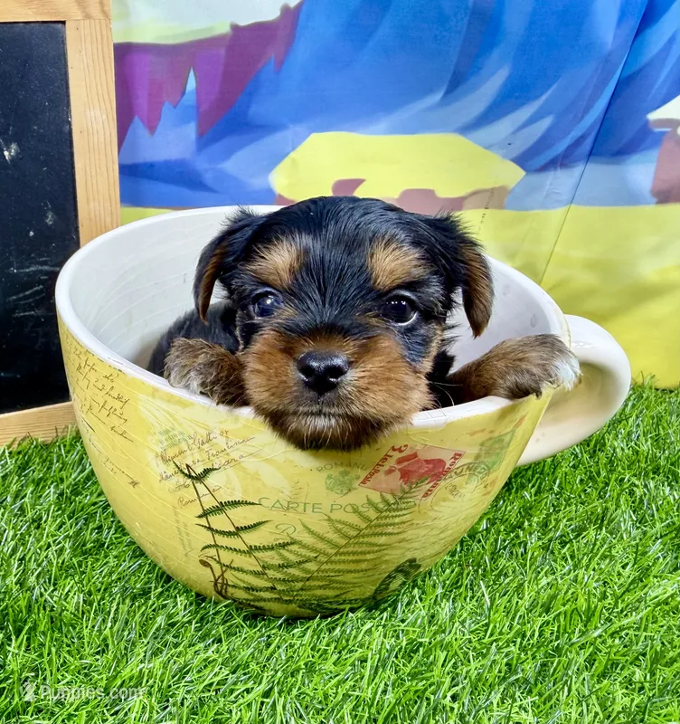 Lil’ Tansy – Maltese, Yorkshire Terrier puppy for sale in Cassville, MO