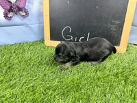 The girls have arrived, a female Morkie for sale in Cassville, MO – 6 of 6