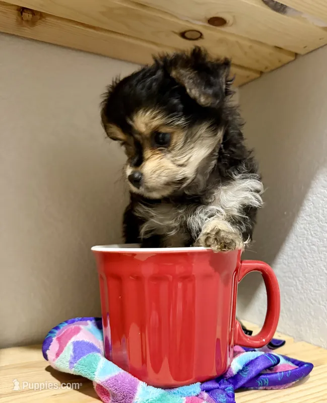 Tcup Tickles – Maltese, Yorkshire Terrier puppy for sale in Cassville, MO