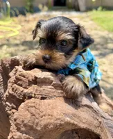 AKC Tcup Smudge 17 ounces, a male Yorkshire Terrier for sale in Cassville, MO – 3 of 10