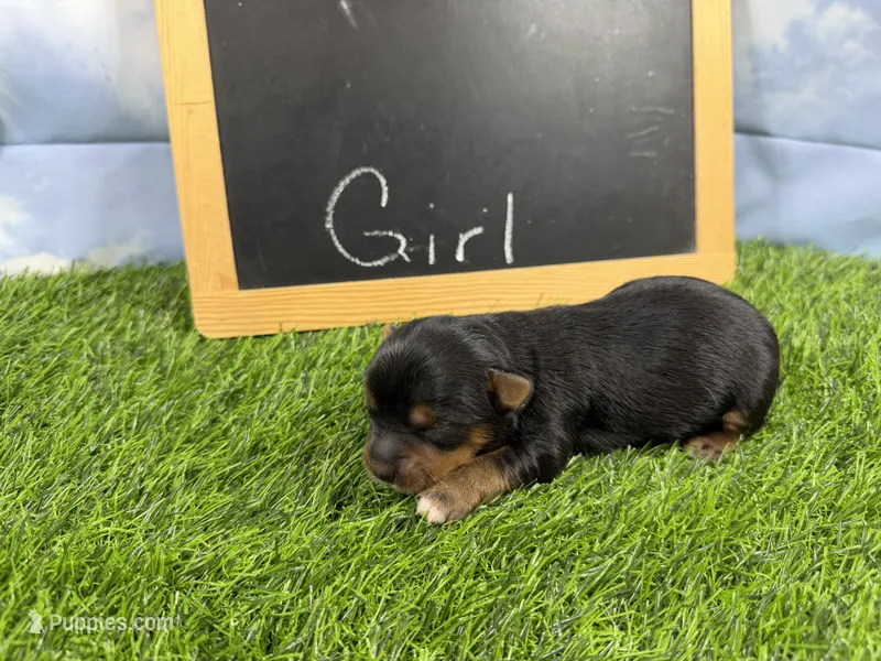 The girls have arrived – Morkie puppy for sale in Cassville, MO