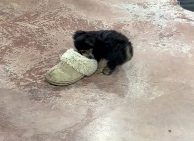 Lil’ Tickles, a female Maltese and Yorkshire Terrier for sale in Cassville, MO – 7 of 7